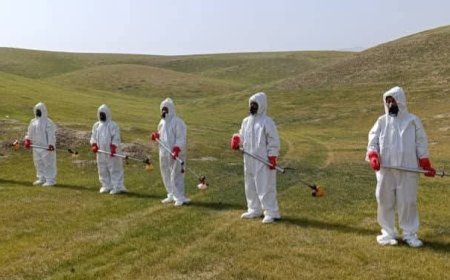 آغاز کمپاین مجادله علیه ملخ های مضره در سمنگان