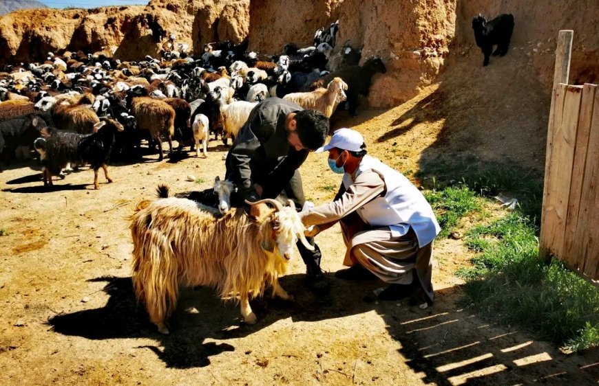 ریاست زراعت ولایت سمنگان ۶۰هزار مواشی را واکسین میکند