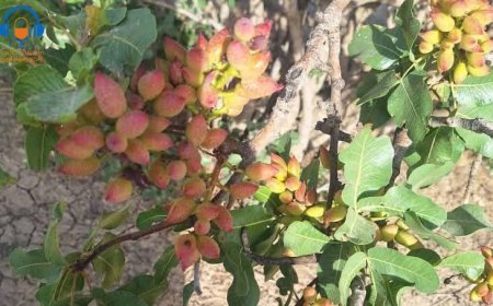 تشکیل کمیته نظارت و حفاظت از جنگلات پسته در سمنگان