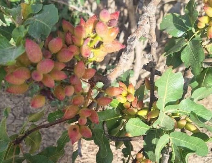 تشکیل کمیته نظارت و حفاظت از جنگلات پسته در سمنگان